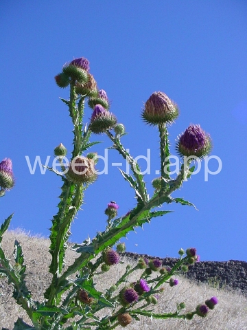 thistle, Scotch